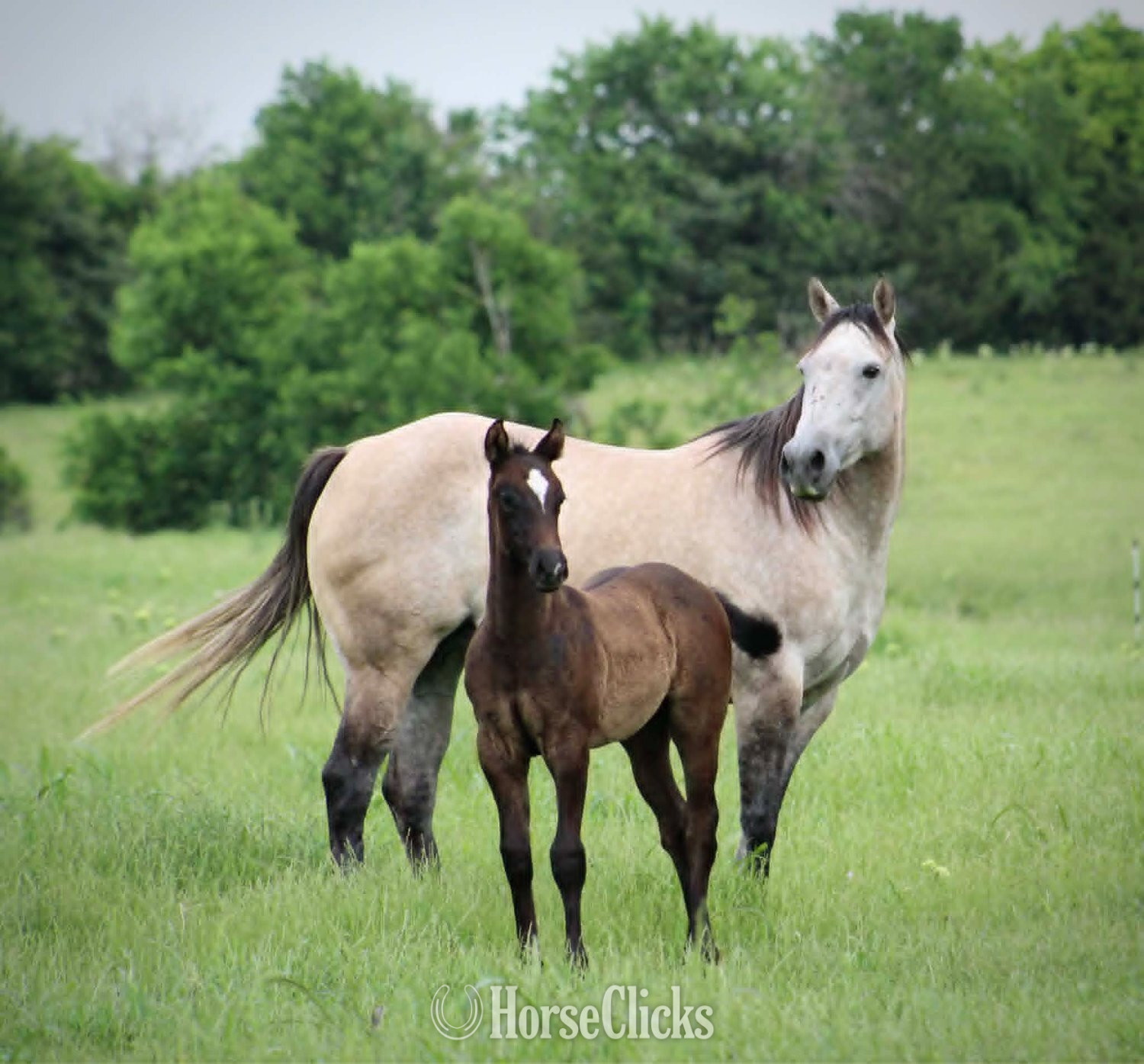 Texas "ZIPPED DYNAMO X AJM GOLDEN LIGHTS" Grey Colt Quarter Horse