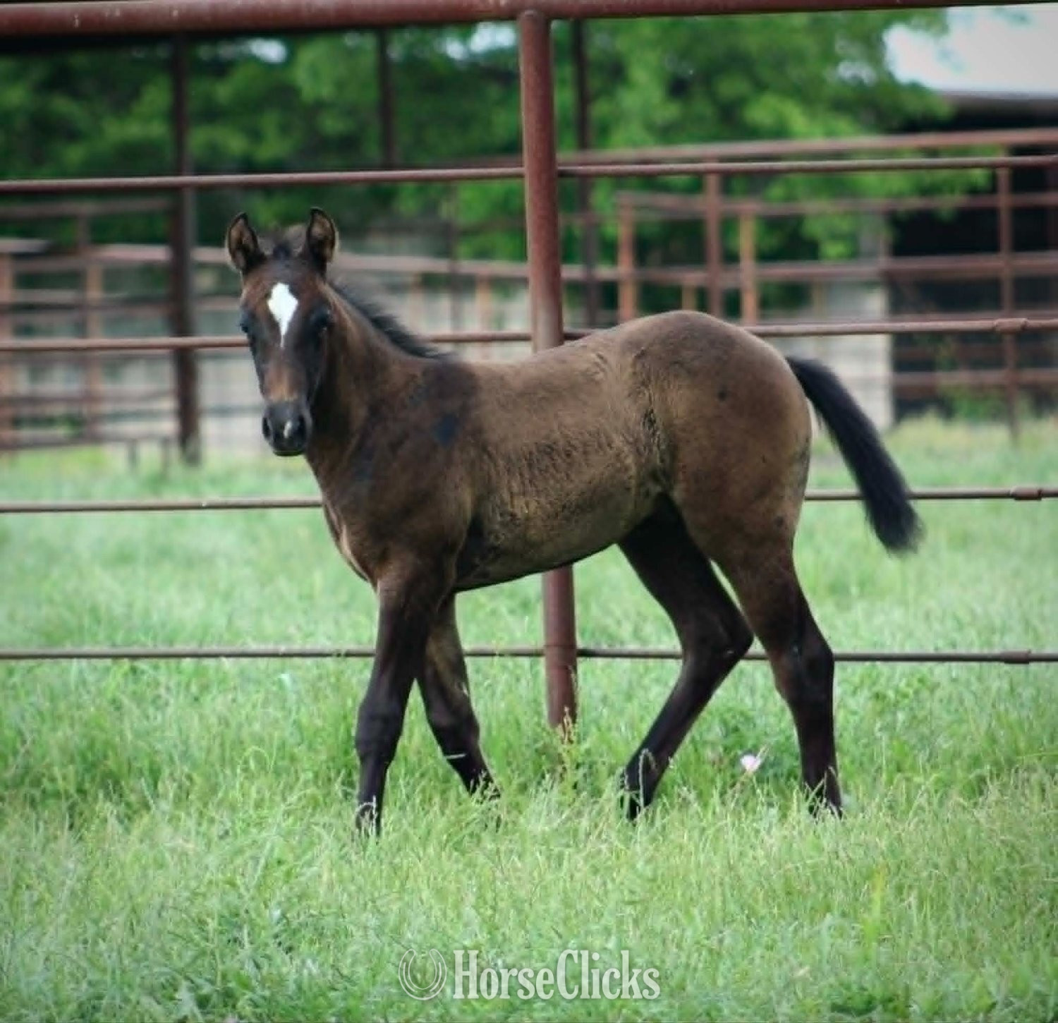 "ZIPPED DYNAMO X AJM GOLDEN LIGHTS" Grey Colt Quarter Horse - Quarter Horse in Texas
