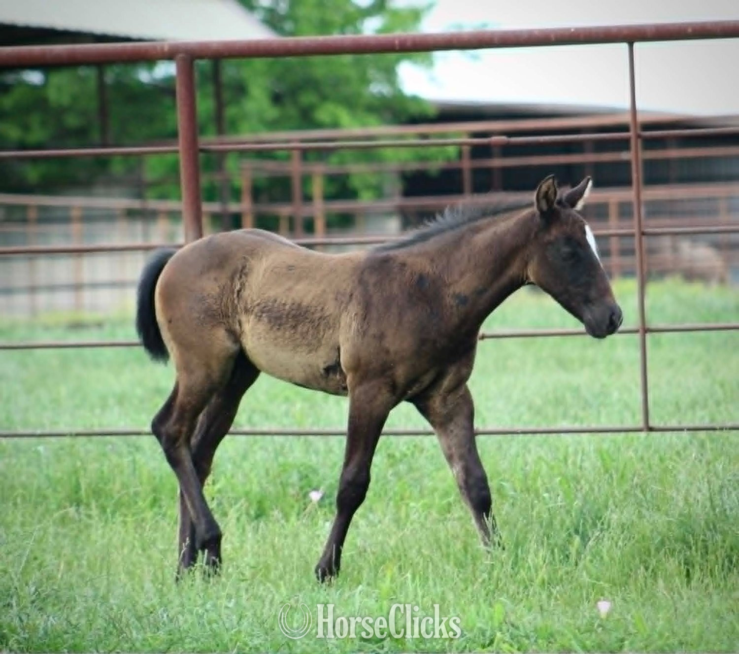 "ZIPPED DYNAMO X AJM GOLDEN LIGHTS" Grey Colt Quarter Horse - Quarter Horse
