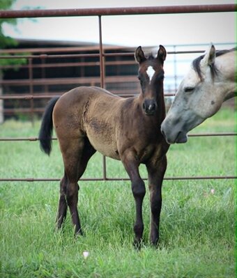 "ZIPPED DYNAMO X AJM GOLDEN LIGHTS" Grey Colt Quarter Horse