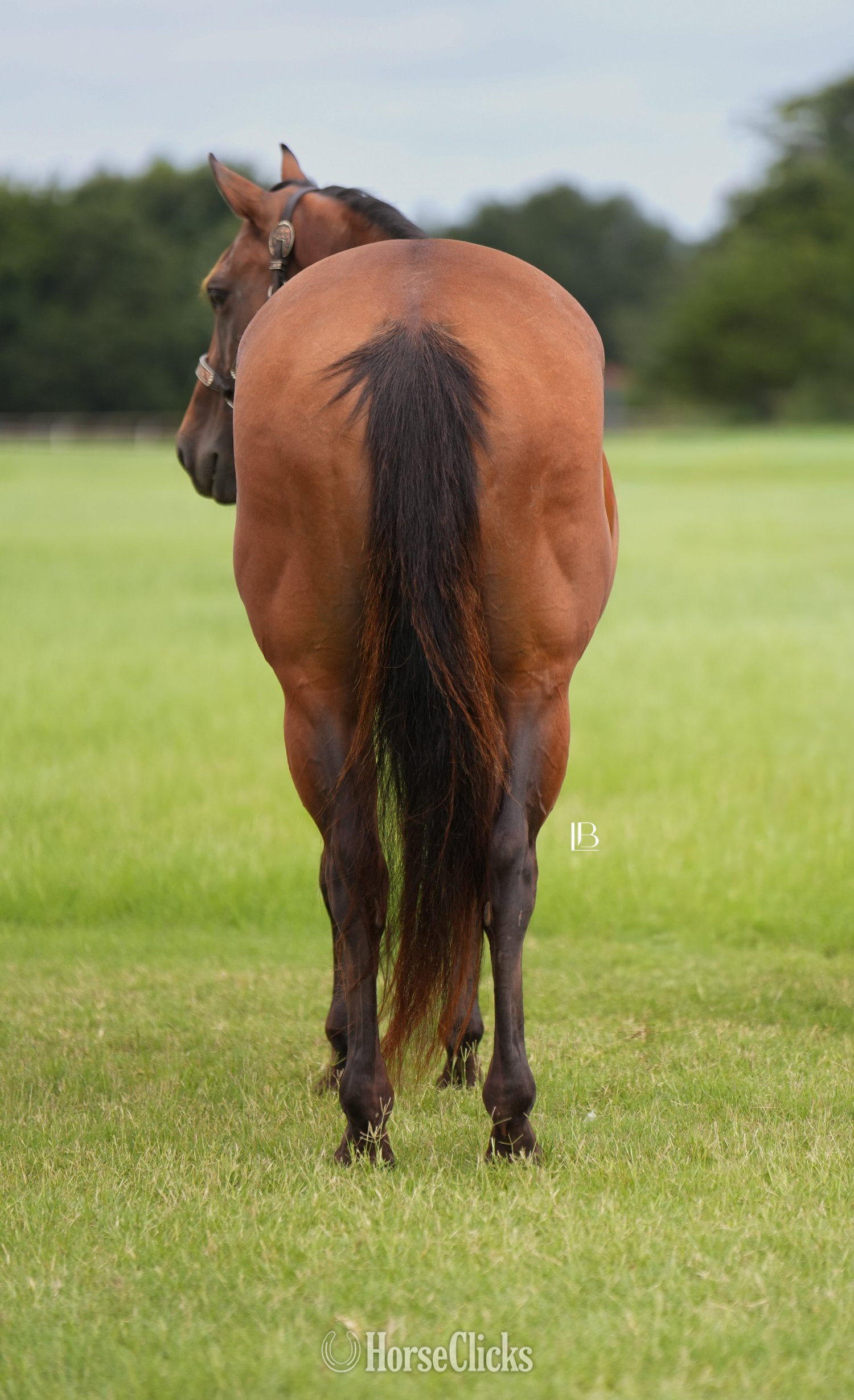 Texas "Little Kitty Magic" Bay Mare Quarter Horse