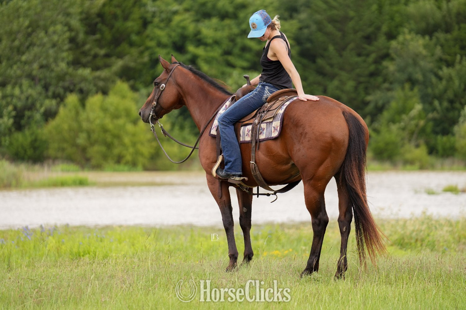 "Little Kitty Magic" Bay Mare Quarter Horse - Quarter Horse in Texas