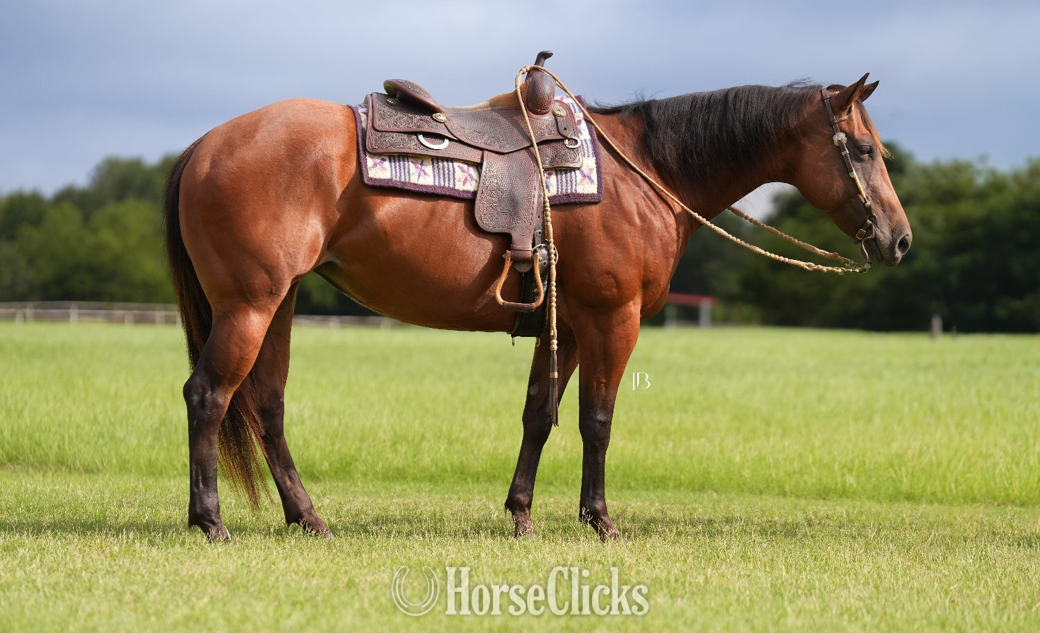 "Little Kitty Magic" Bay Mare Quarter Horse - Quarter Horse