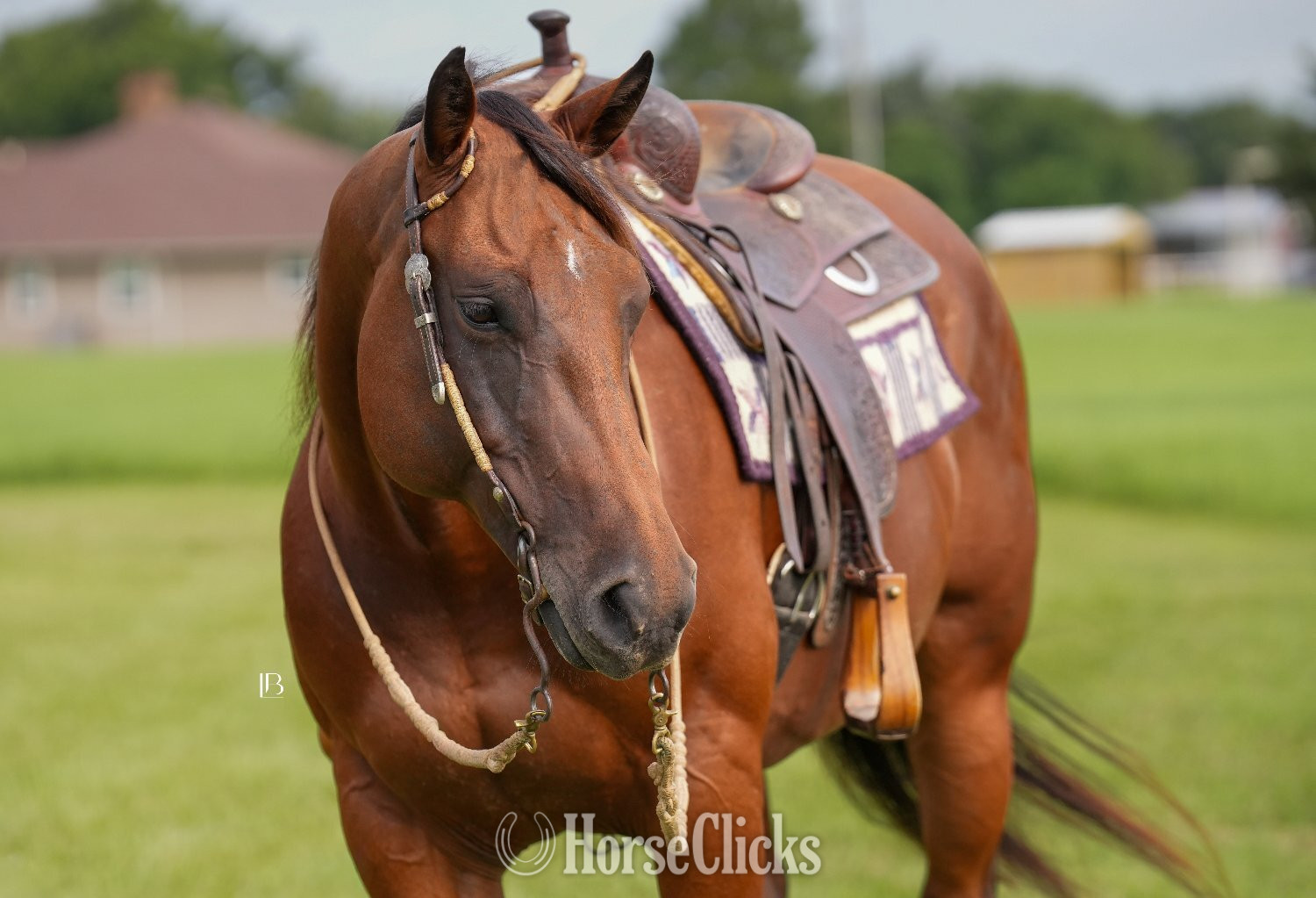 "Little Kitty Magic" Bay Mare Quarter Horse Texas