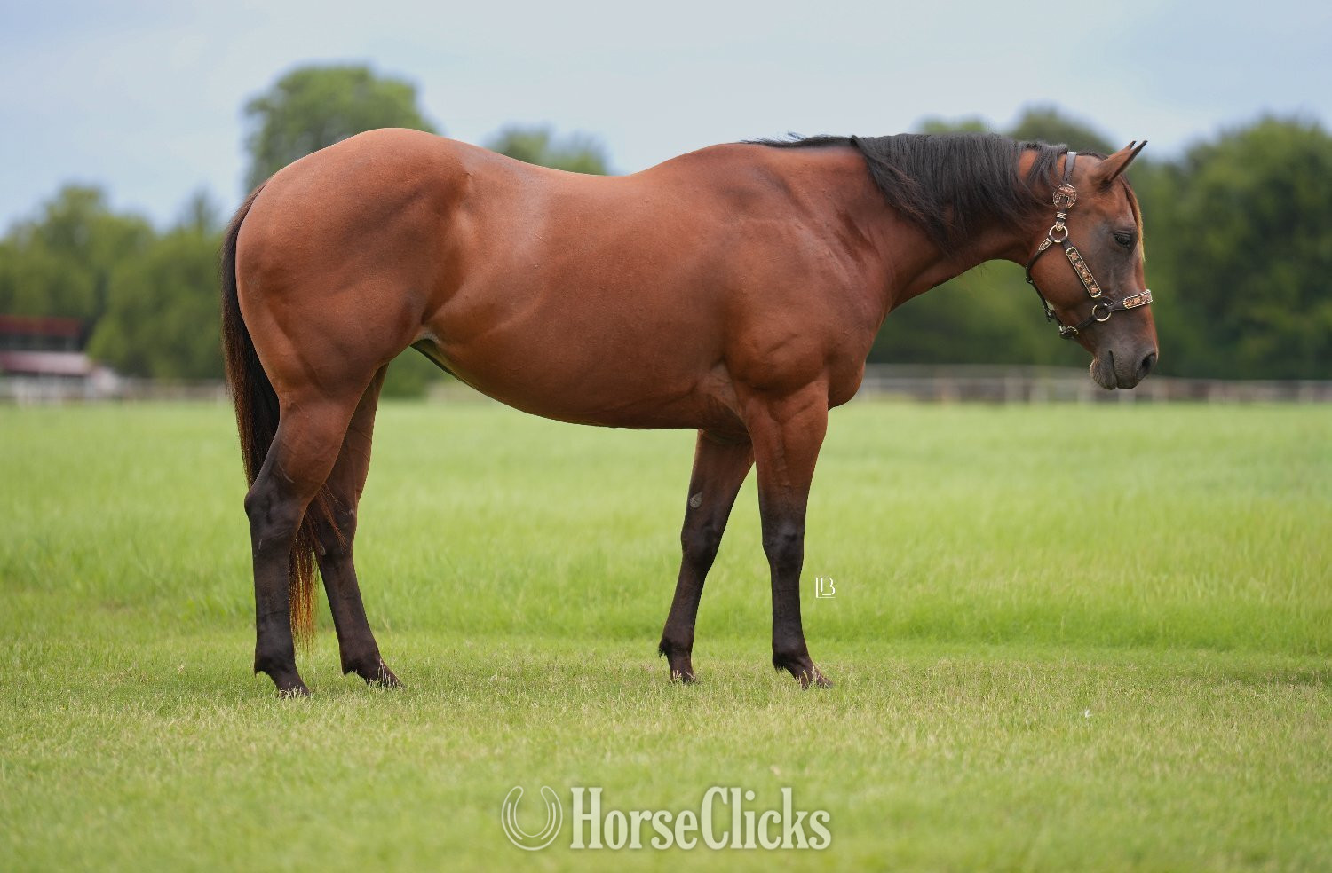 Quarter Horse - "Little Kitty Magic" Bay Mare Quarter Horse in Texas