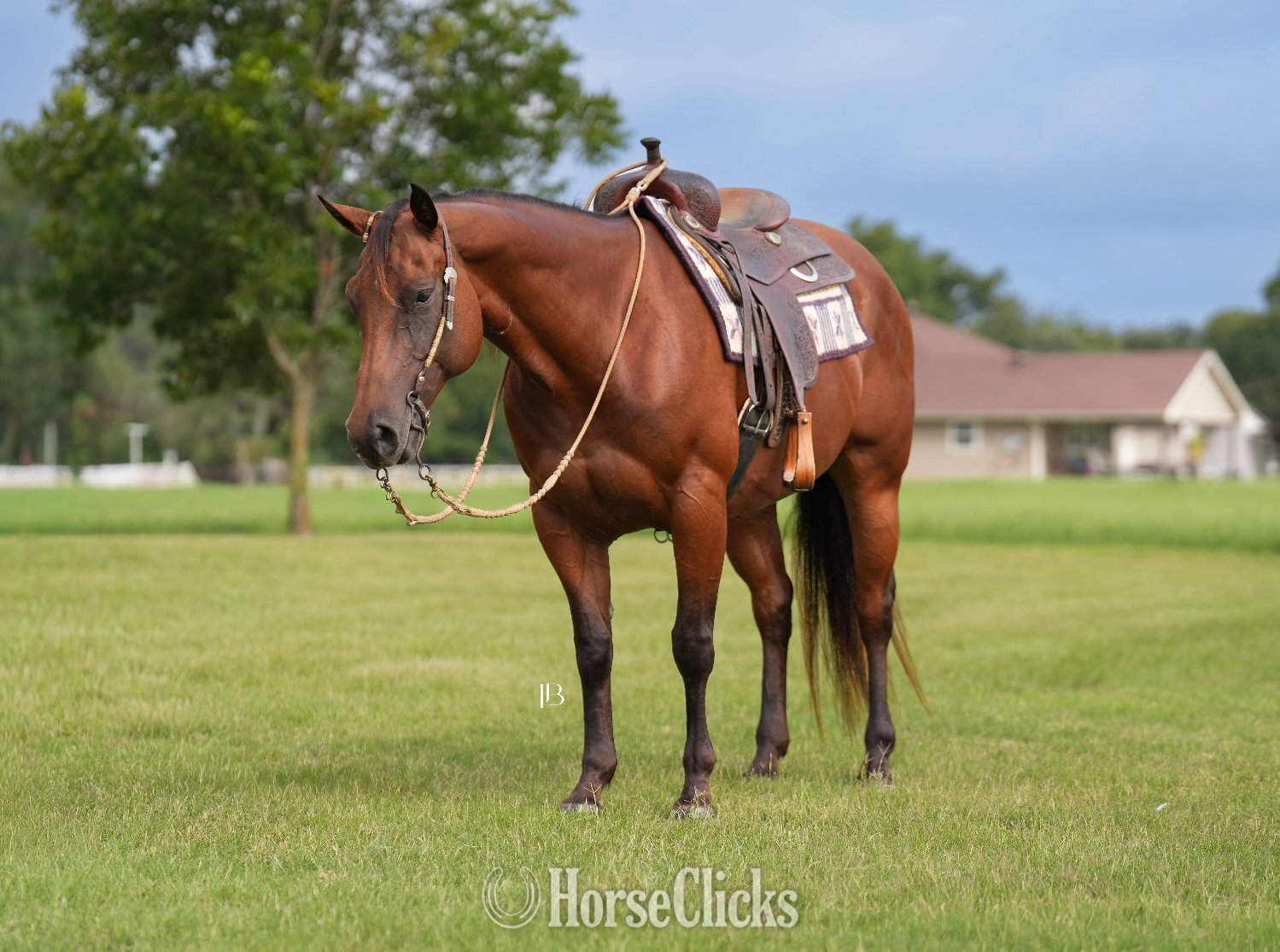 Quarter Horse - "Little Kitty Magic" Bay Mare Quarter Horse