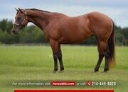 "Little Kitty Magic" Bay Mare Quarter Horse