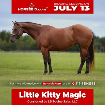 "Little Kitty Magic" Bay Mare Quarter Horse