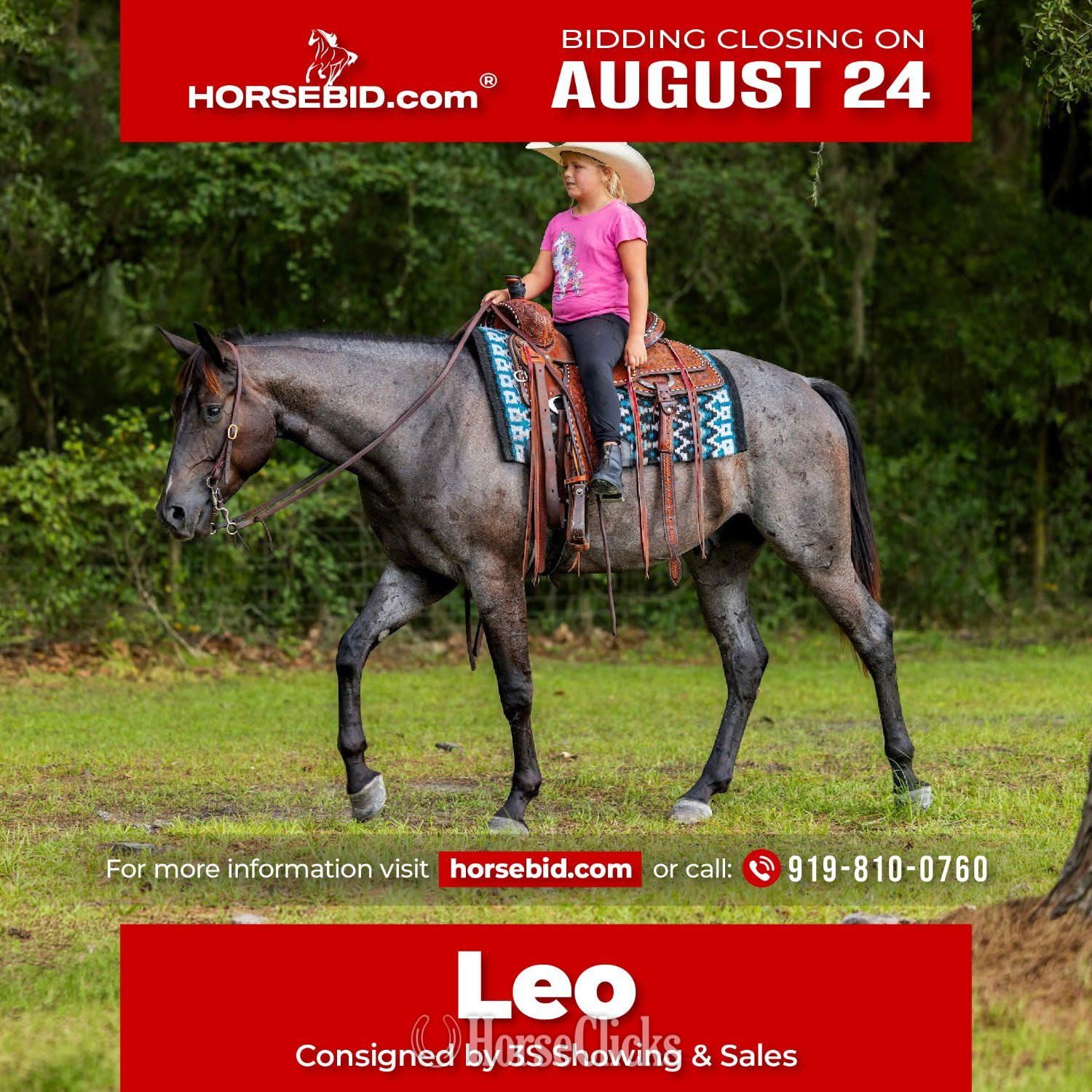 "Leo" Blue Roan Gelding Quarter Horse in Florida
