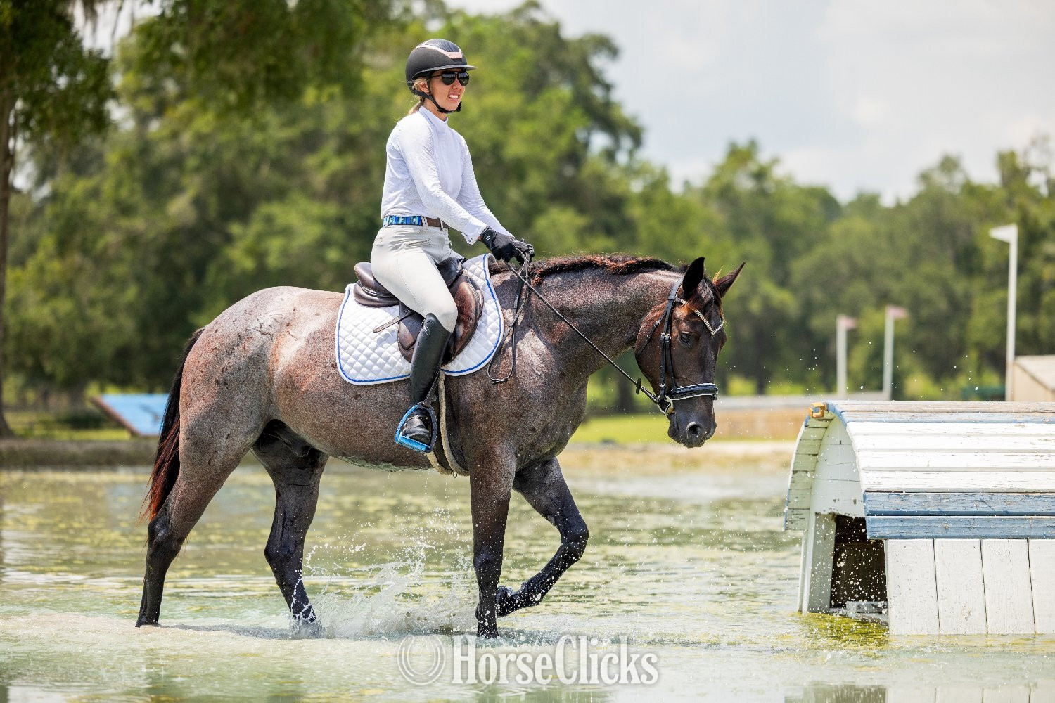 "Leo" Blue Roan Gelding Quarter Horse