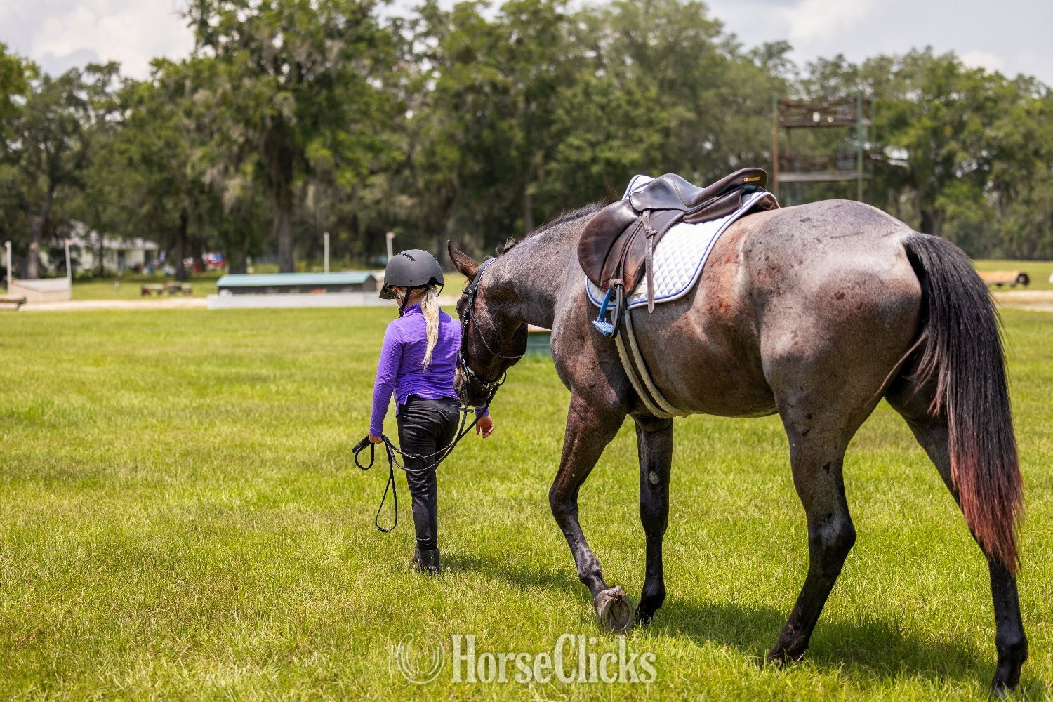 Florida "Leo" Blue Roan Gelding Quarter Horse