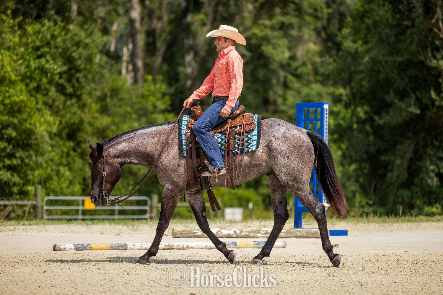 "Leo" Blue Roan Gelding Quarter Horse - Quarter Horse in Florida
