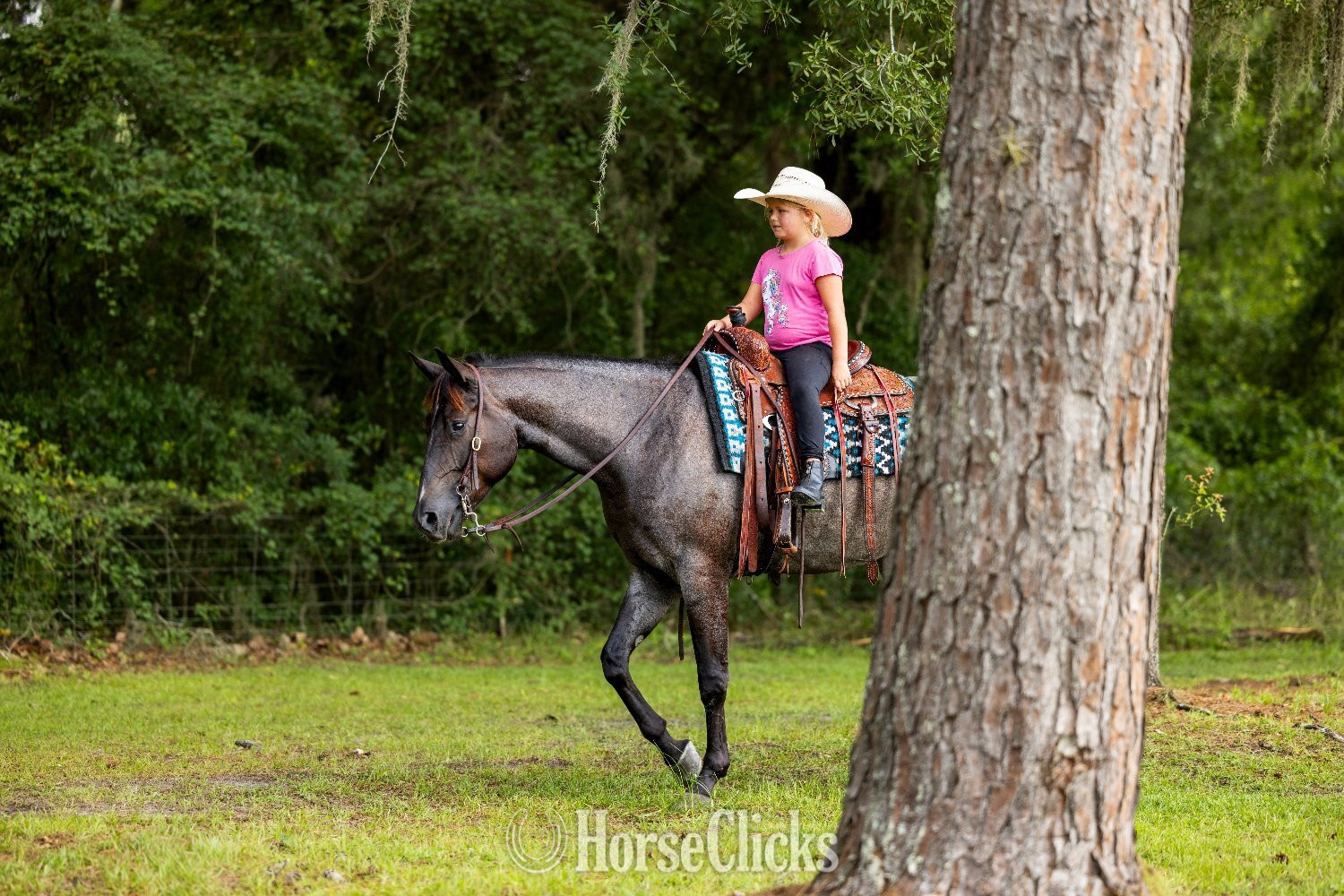 "Leo" Blue Roan Gelding Quarter Horse - Quarter Horse
