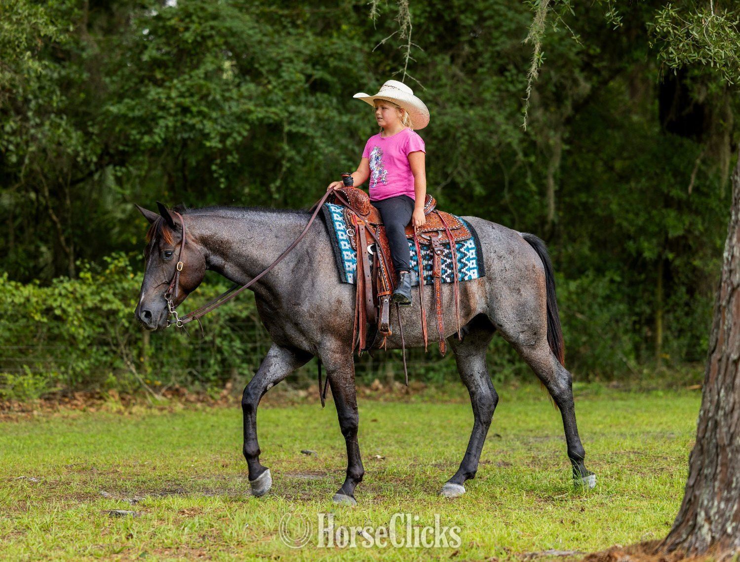 "Leo" Blue Roan Gelding Quarter Horse Florida