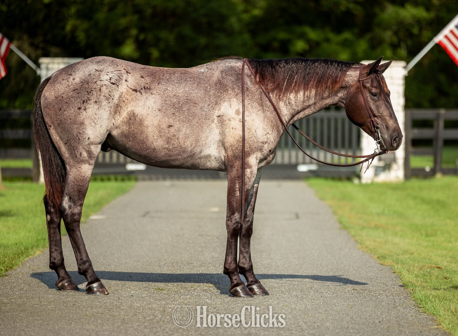 Quarter Horse - "Leo" Blue Roan Gelding Quarter Horse