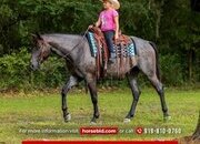 "Leo" Blue Roan Gelding Quarter Horse