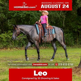"Leo" Blue Roan Gelding Quarter Horse