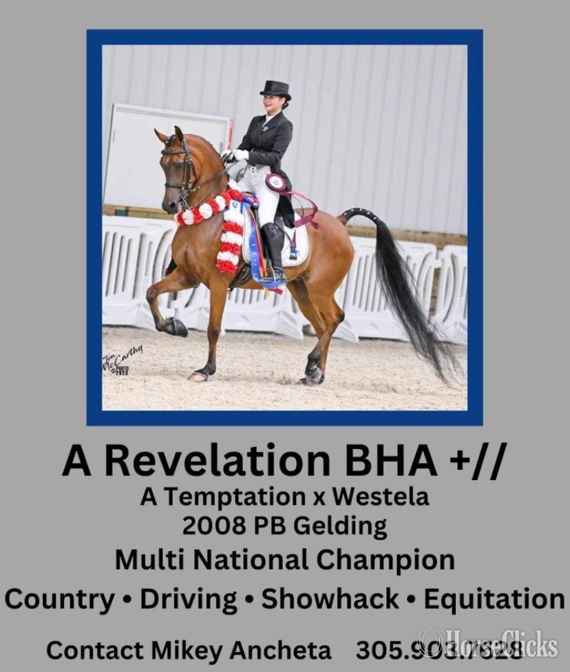 "A Revelation BHA" Bay Gelding Arabian in Florida