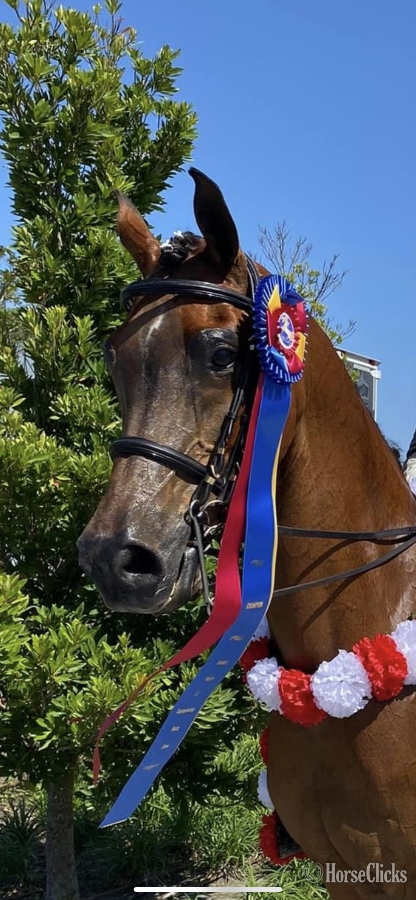 "A Revelation BHA" Bay Gelding Arabian