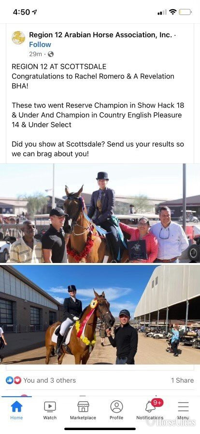 "A Revelation BHA" Bay Gelding Arabian - Arabian in Florida