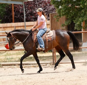 "Lilly" Bay Mare Appendix