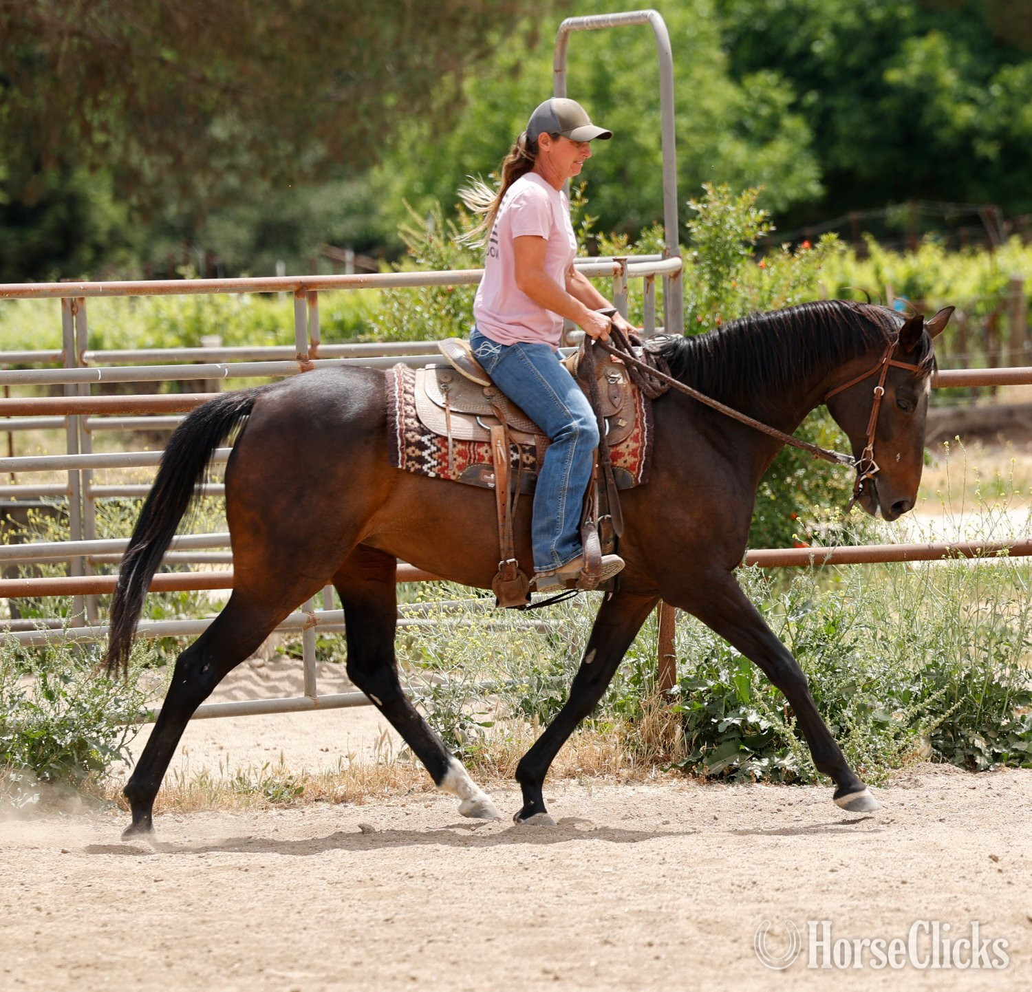 "Lilly" Bay Mare Appendix
