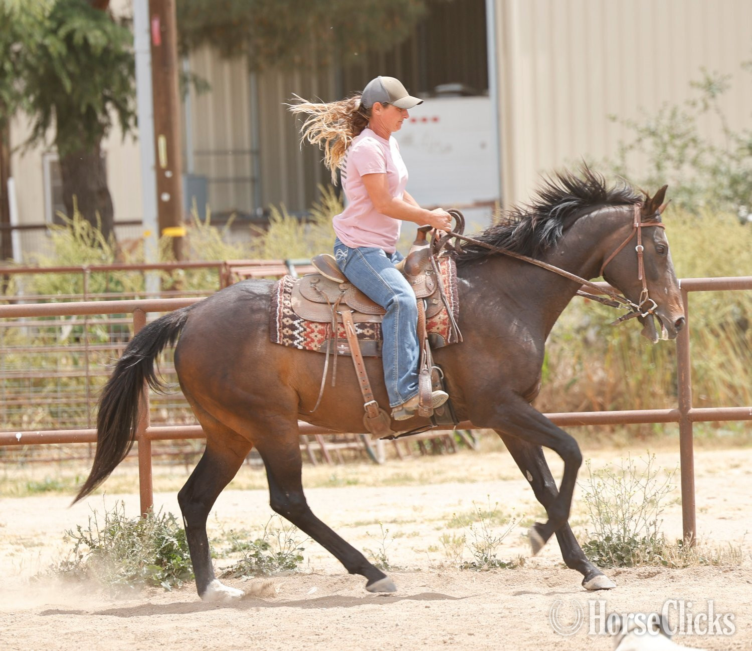 California "Lilly" Bay Mare Appendix