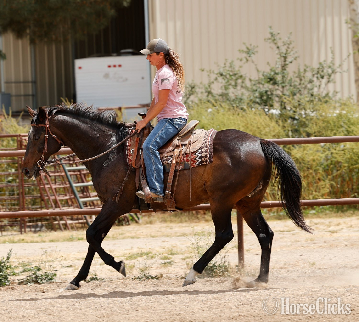 "Lilly" Bay Mare Appendix - Appendix in California