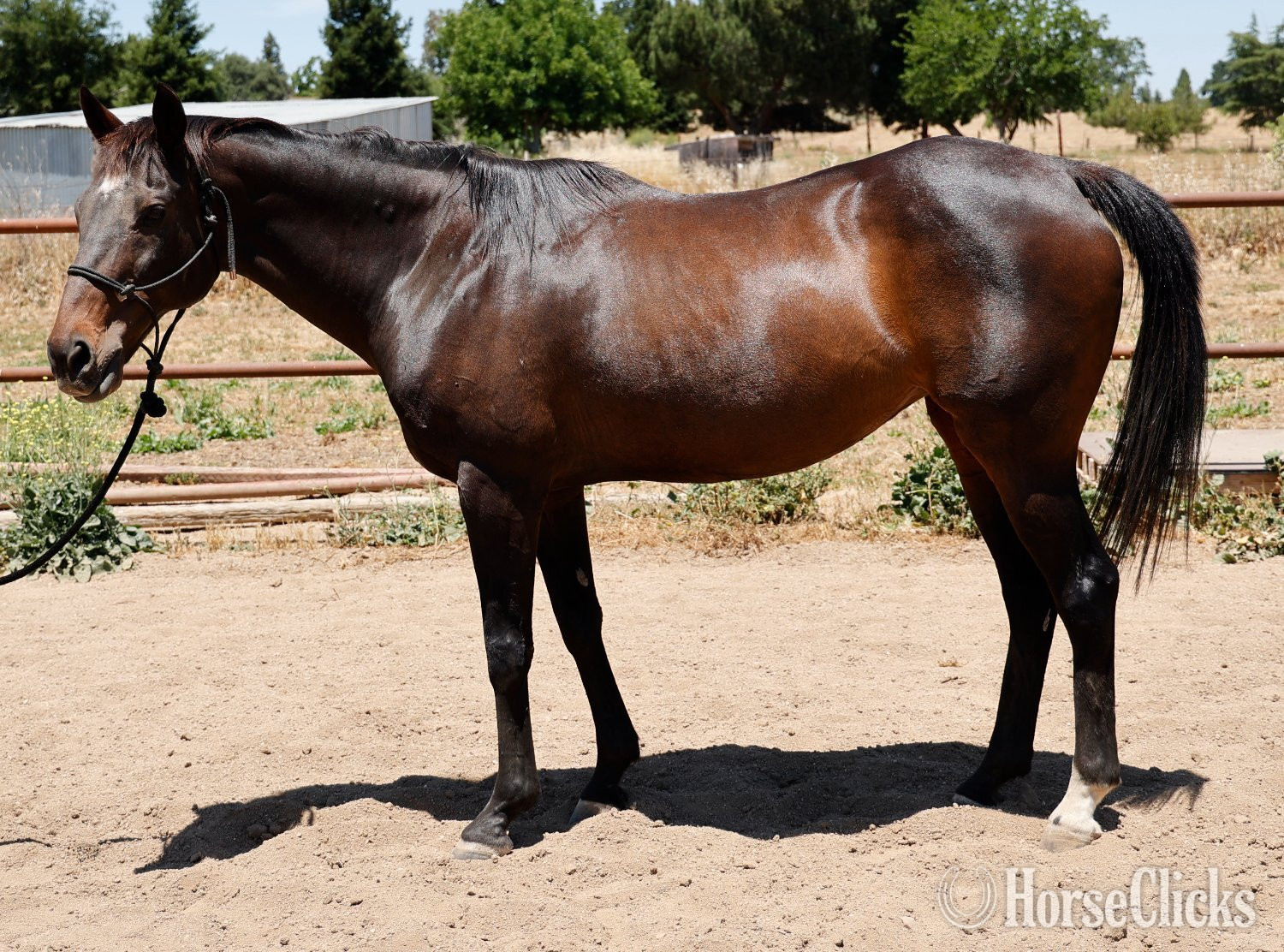 "Lilly" Bay Mare Appendix - Appendix