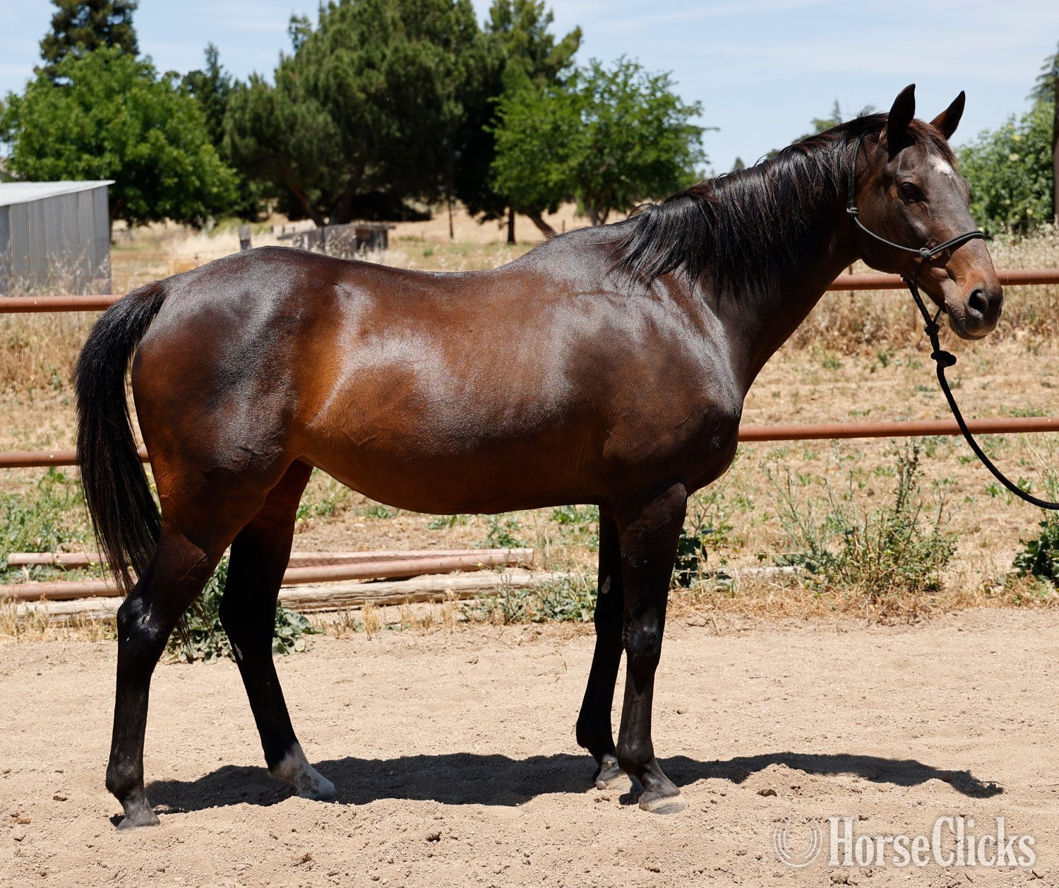 "Lilly" Bay Mare Appendix California