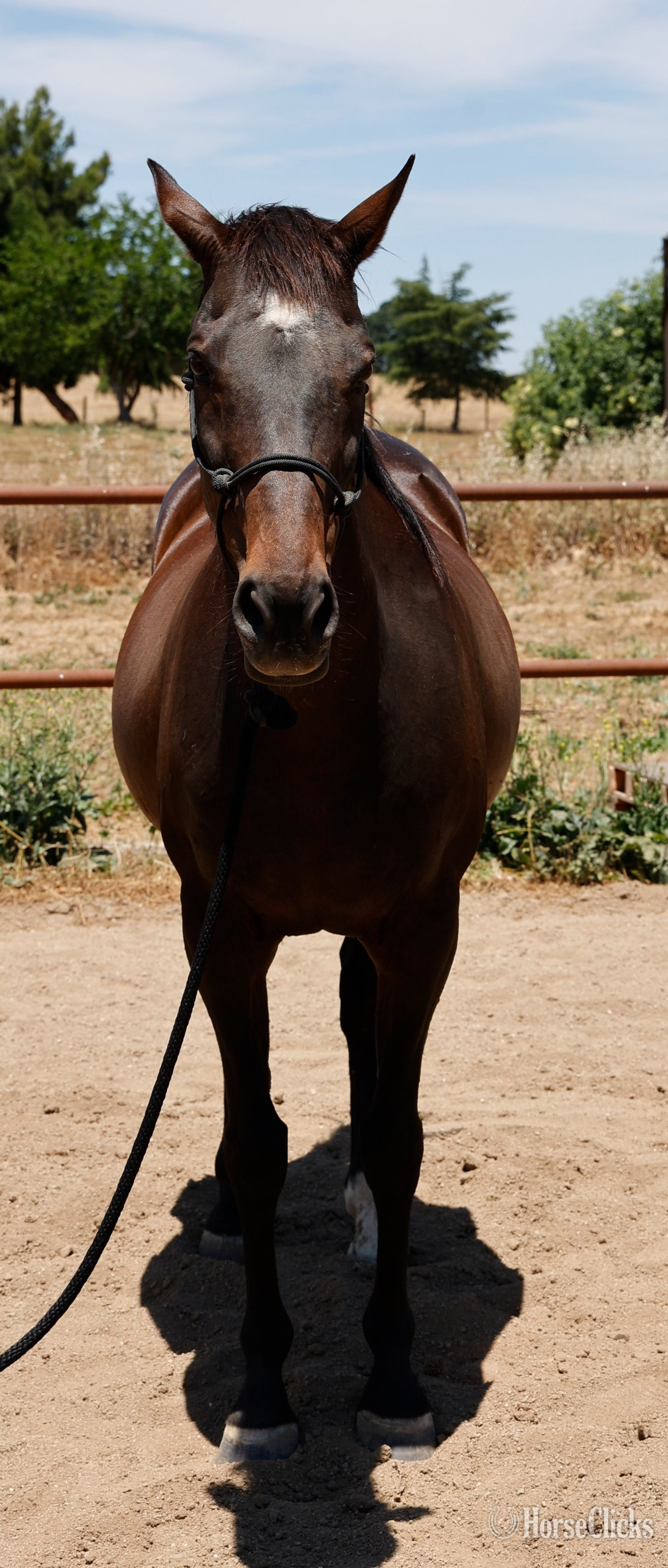 Appendix - "Lilly" Bay Mare Appendix in California
