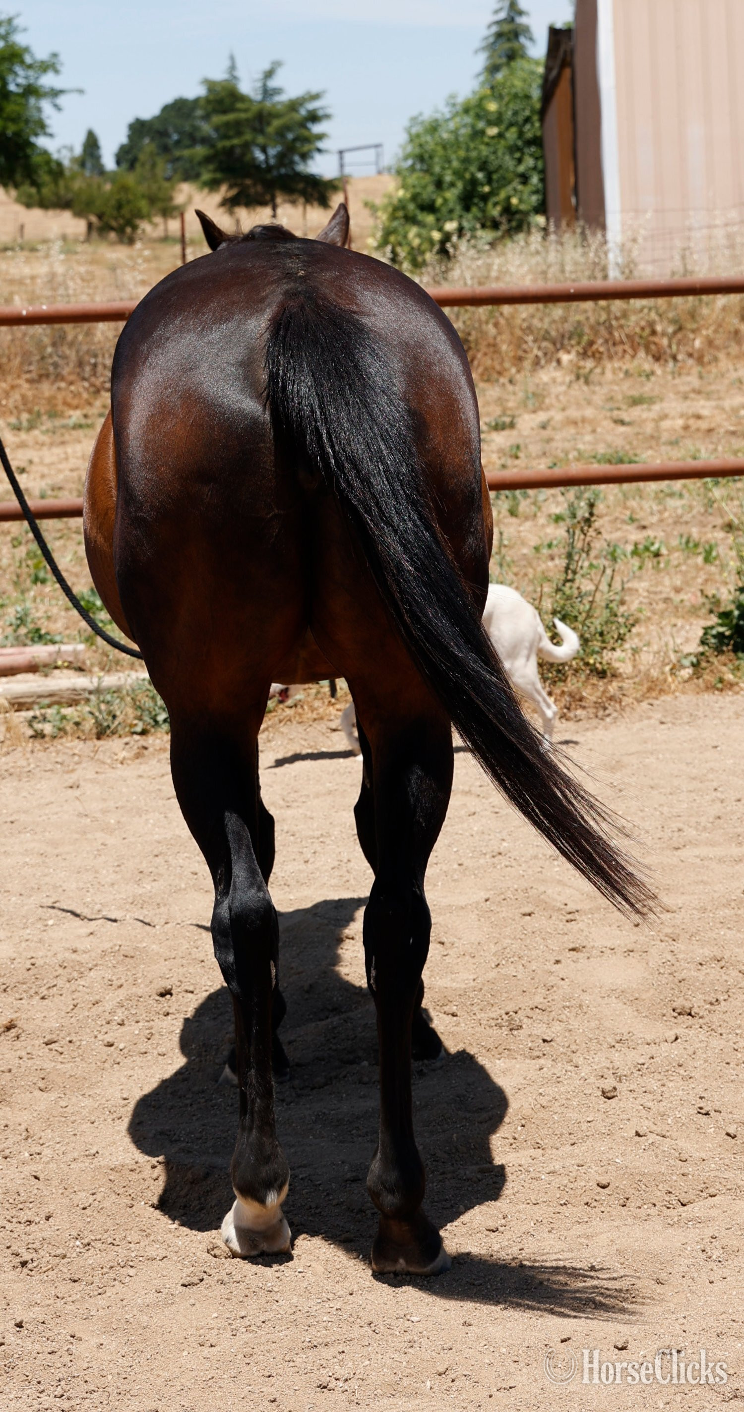 Appendix - "Lilly" Bay Mare Appendix