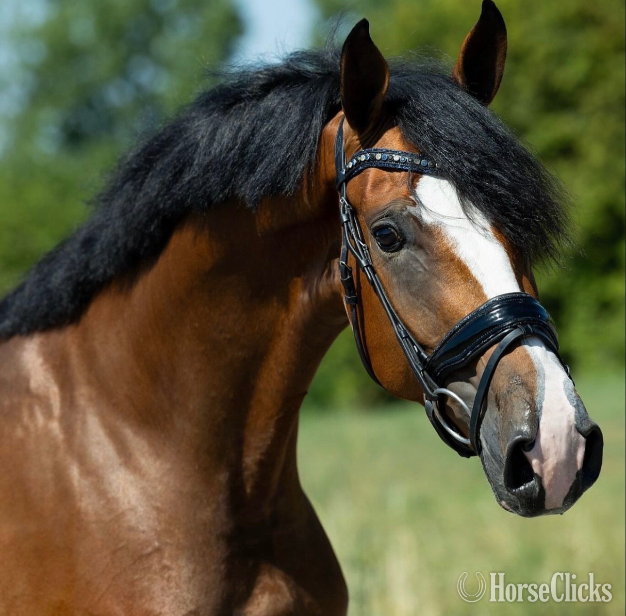 "Seraphina" Bay Mare Dutch Warmblood in Texas