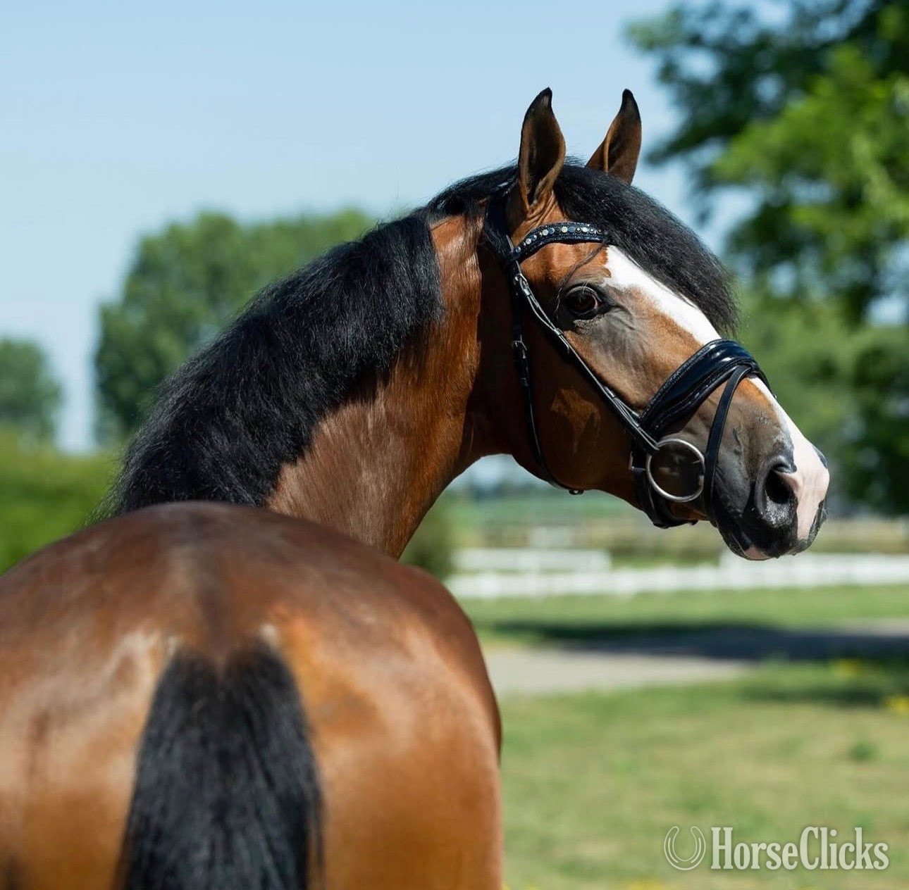 "Seraphina" Bay Mare Dutch Warmblood