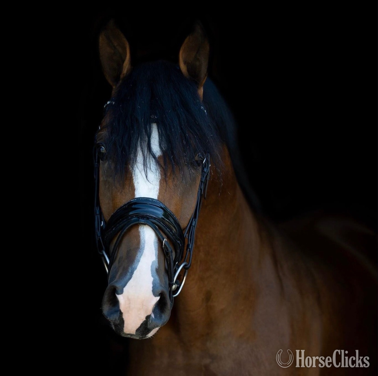 Texas "Seraphina" Bay Mare Dutch Warmblood