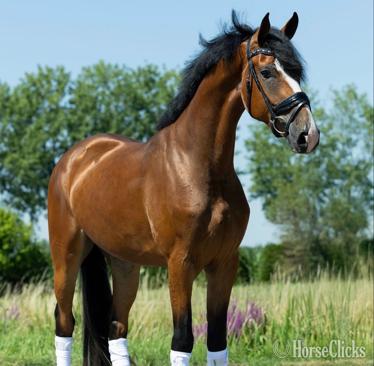 "Seraphina" Bay Mare Dutch Warmblood - Dutch Warmbloods in Texas