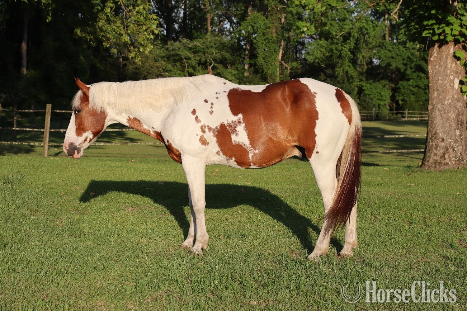 "Rye" Tabiano Gelding Tennessee Walker in North Carolina