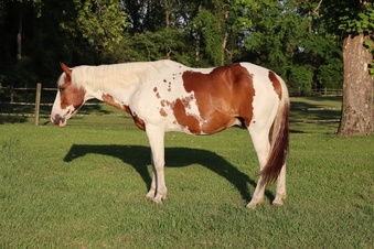 "Rye" Tabiano Gelding Tennessee Walker