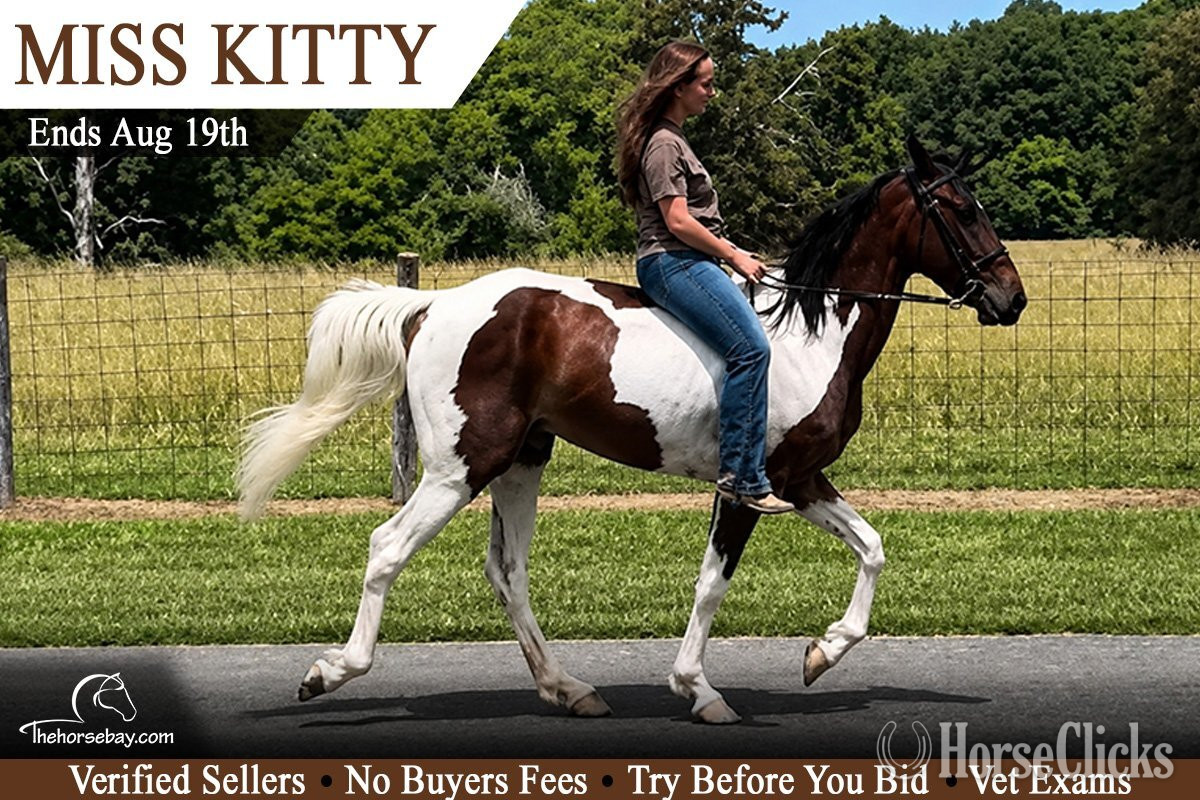 "Miss Kitty" Bay Mare Tennessee Walker in Kentucky