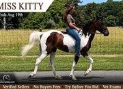 "Miss Kitty" Bay Mare Tennessee Walker