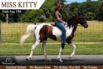 "Miss Kitty" Bay Mare Tennessee Walker