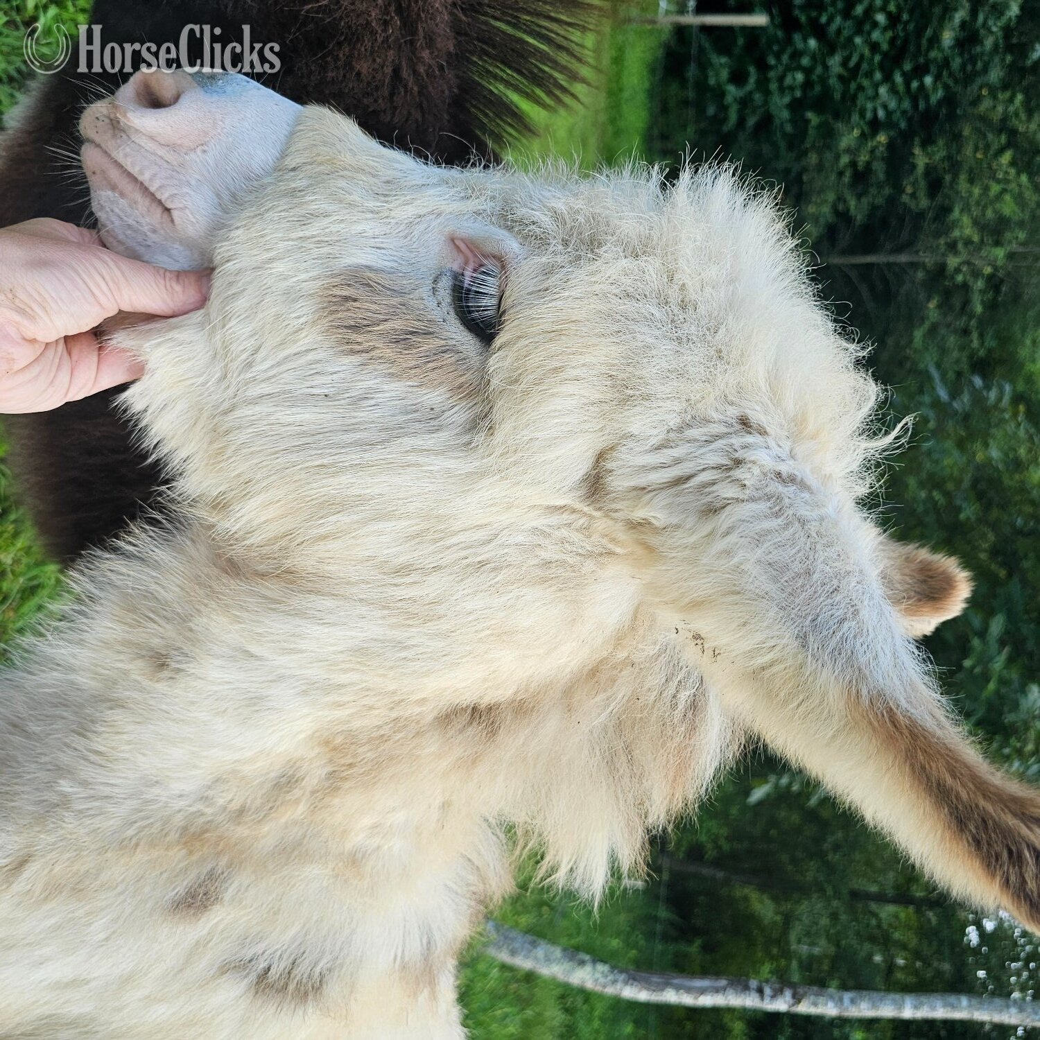 "Yoda" Spotted Colt Donkey in West Virginia