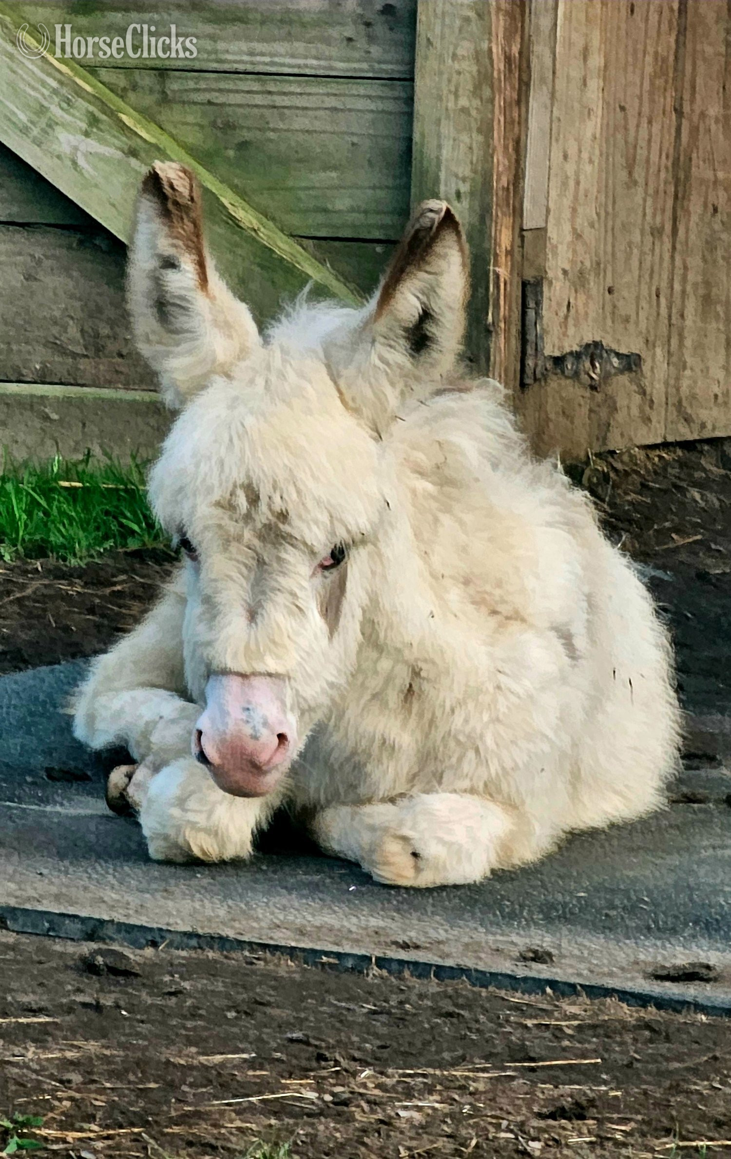 "Yoda" Spotted Colt Donkey