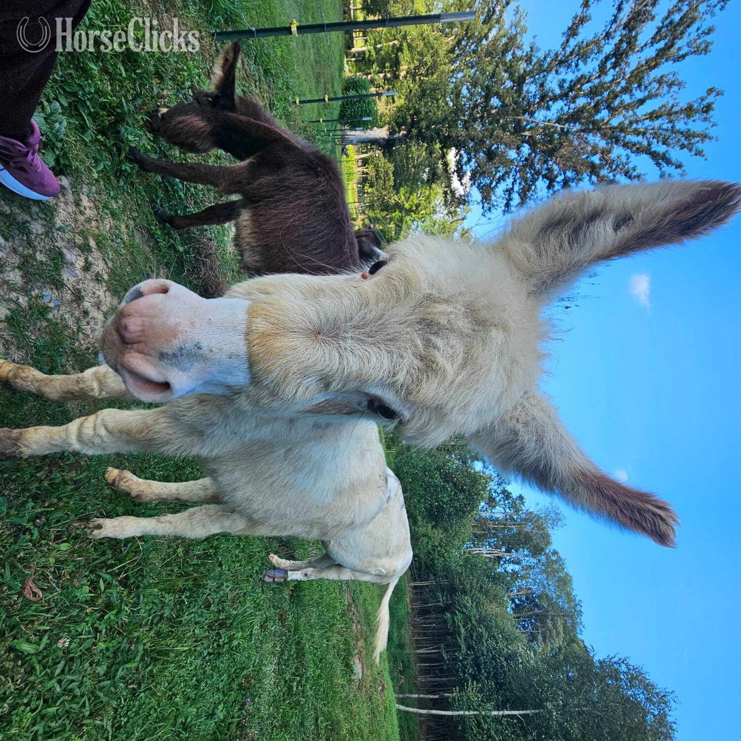West Virginia "Yoda" Spotted Colt Donkey