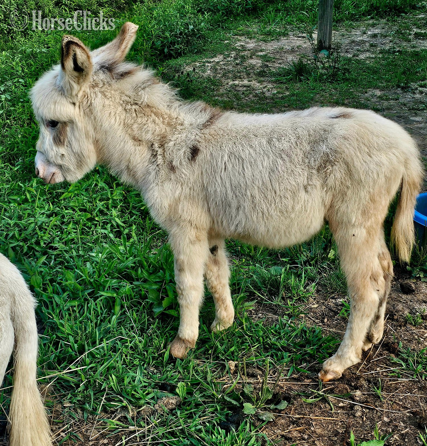 "Yoda" Spotted Colt Donkey - Donkey in West Virginia