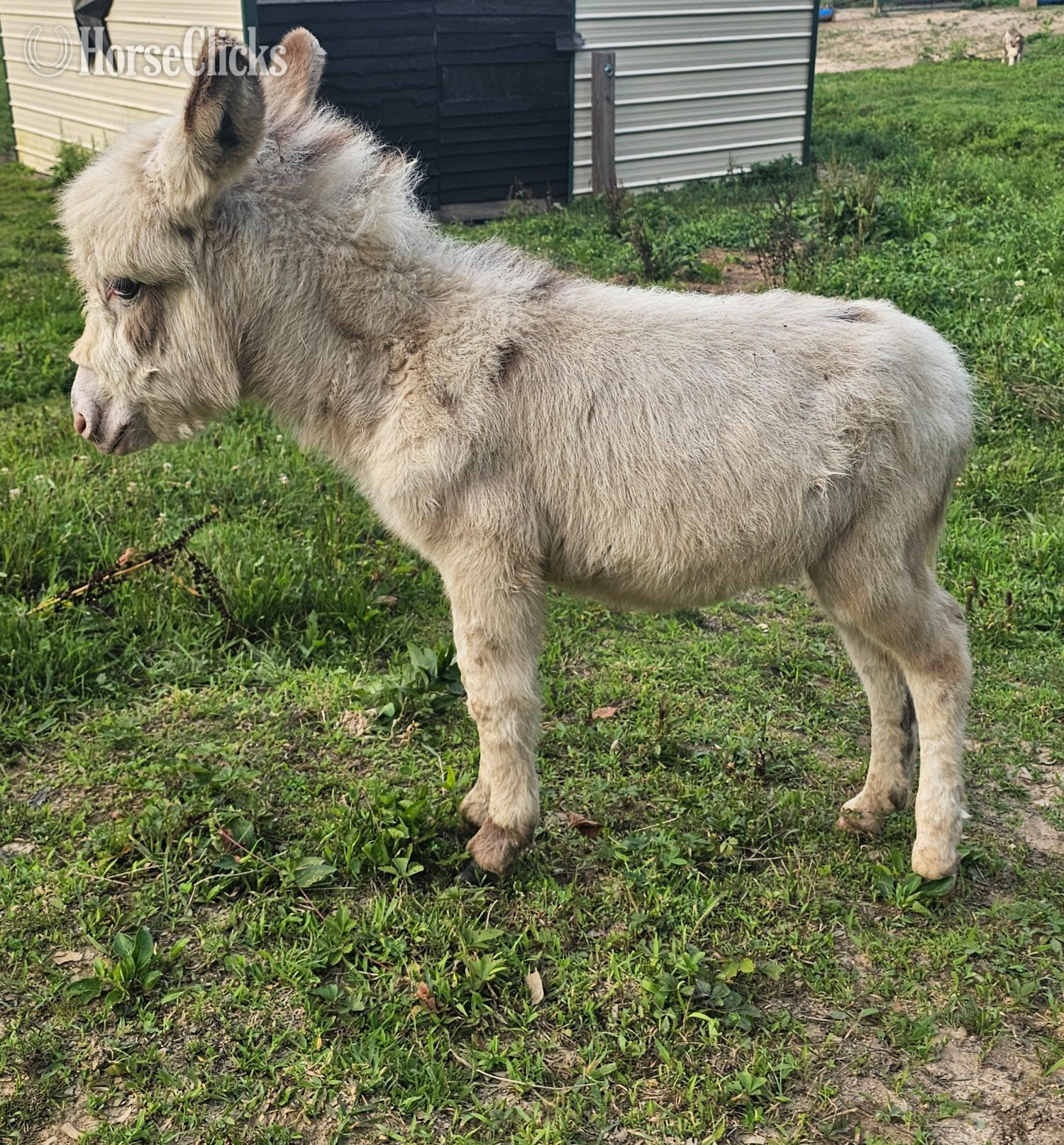 "Yoda" Spotted Colt Donkey - Donkey