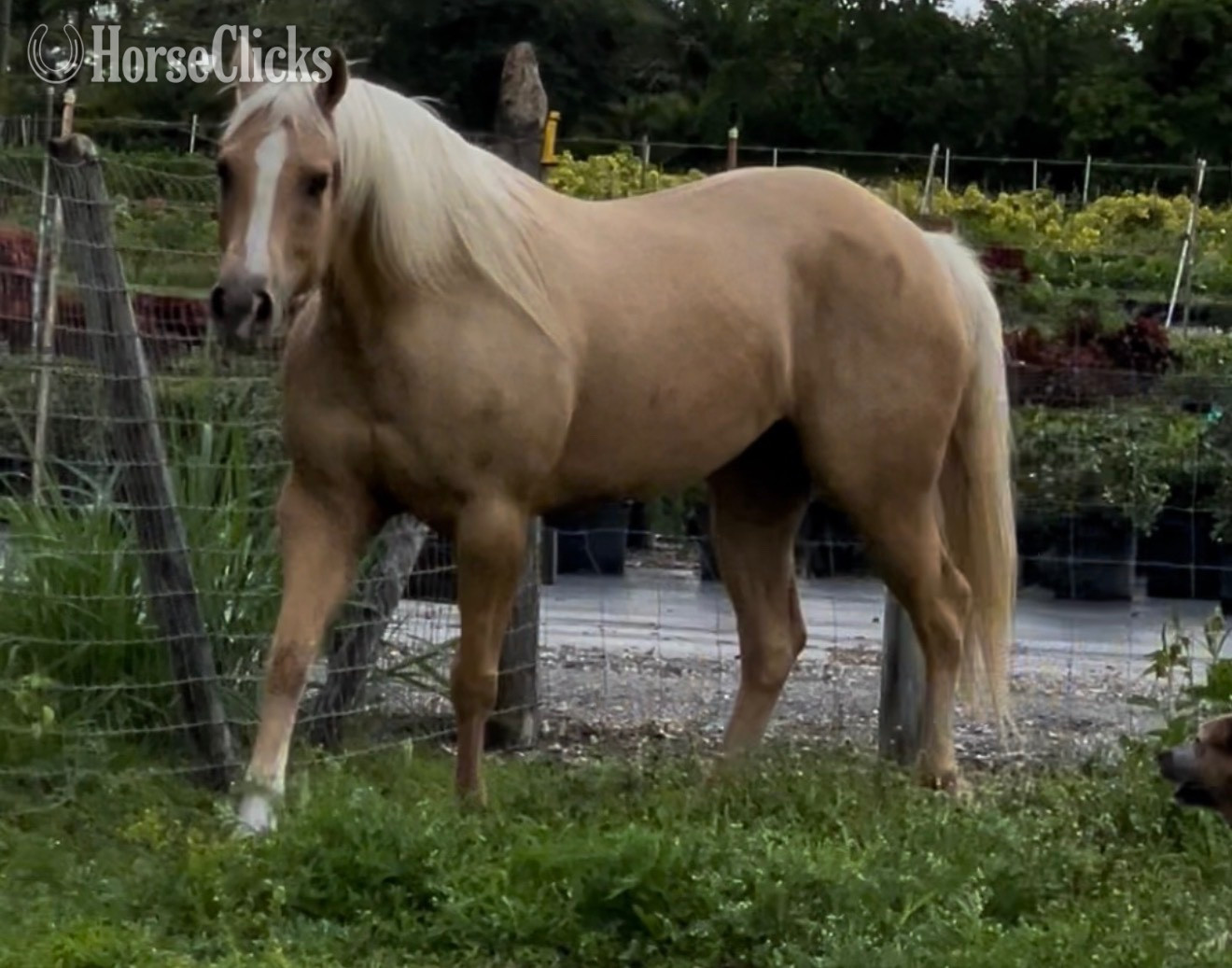 "Skipin Jules" Palomino Mare Quarter Horse in Florida