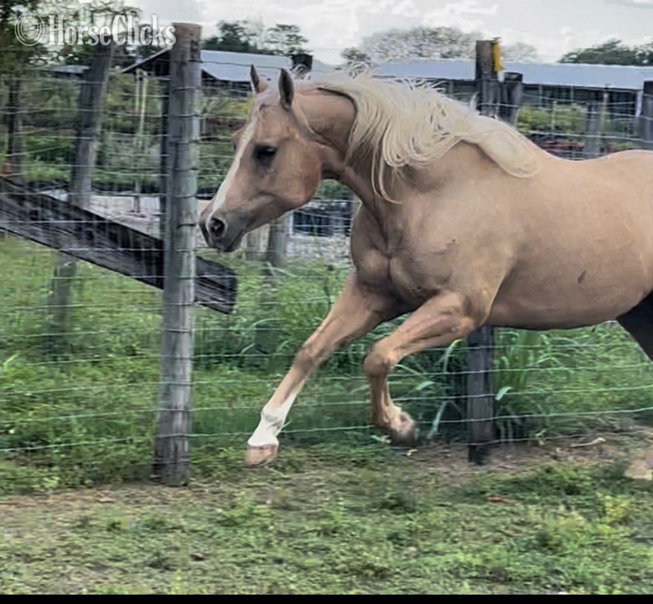 "Skipin Jules" Palomino Mare Quarter Horse