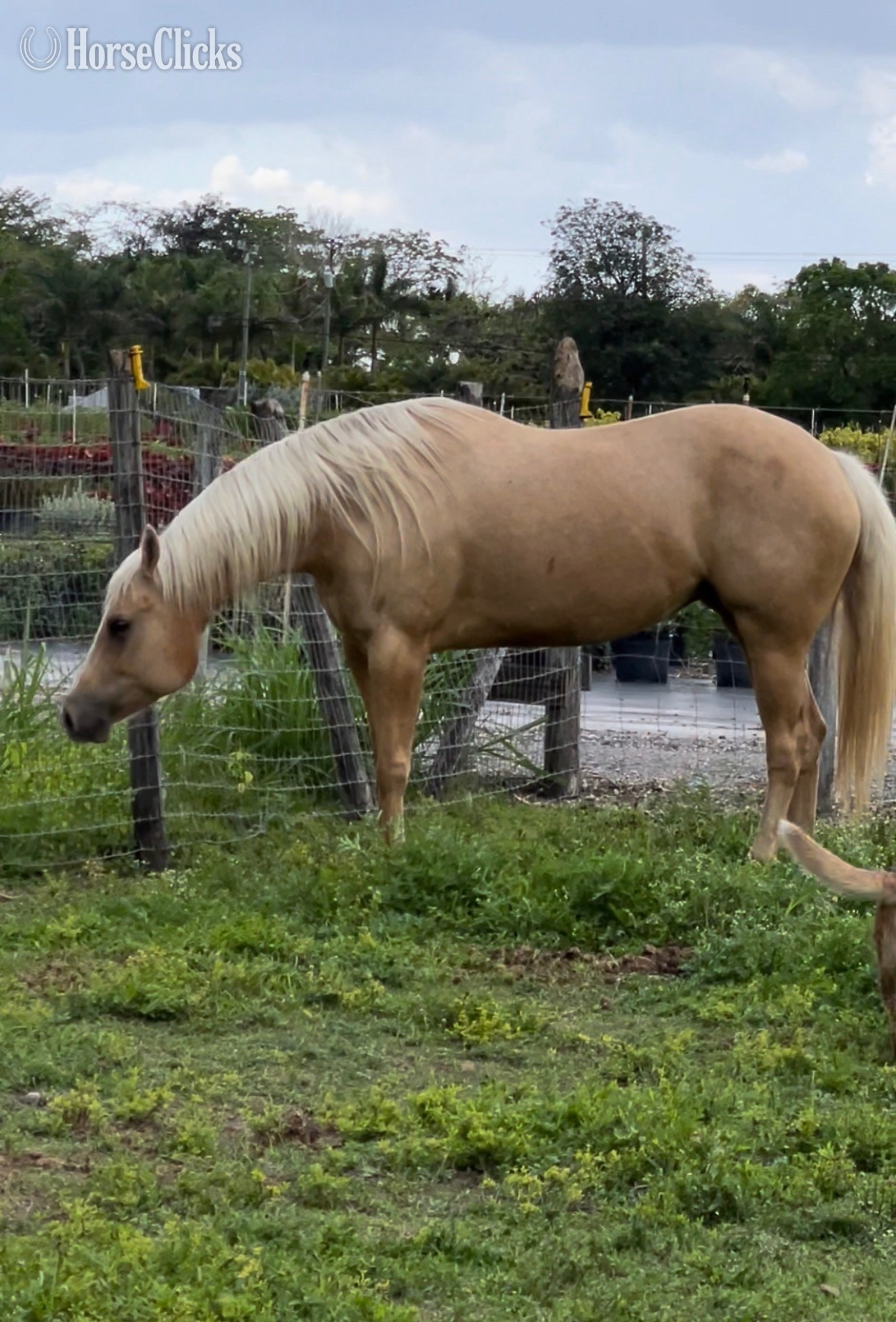"Skipin Jules" Palomino Mare Quarter Horse Florida