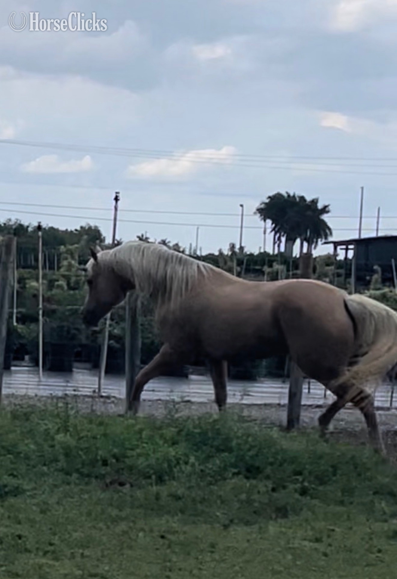 Quarter Horse - "Skipin Jules" Palomino Mare Quarter Horse